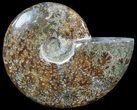 Polished, Agatized Ammonite (Cleoniceras) - Madagascar #54737-1